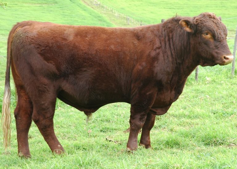 Duncraggan Ultimate 200