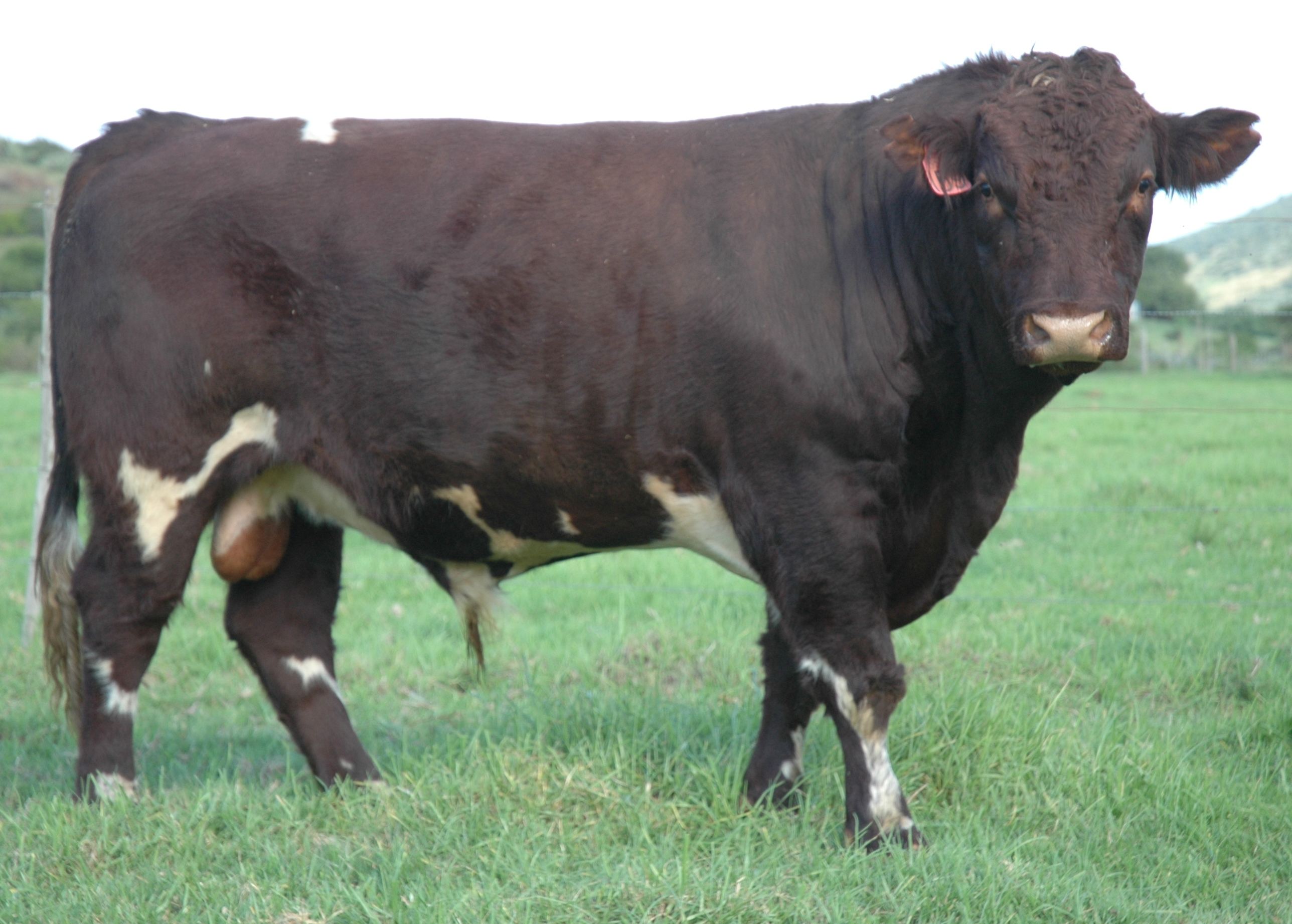 Duncraggan Beef Shorthorns photo