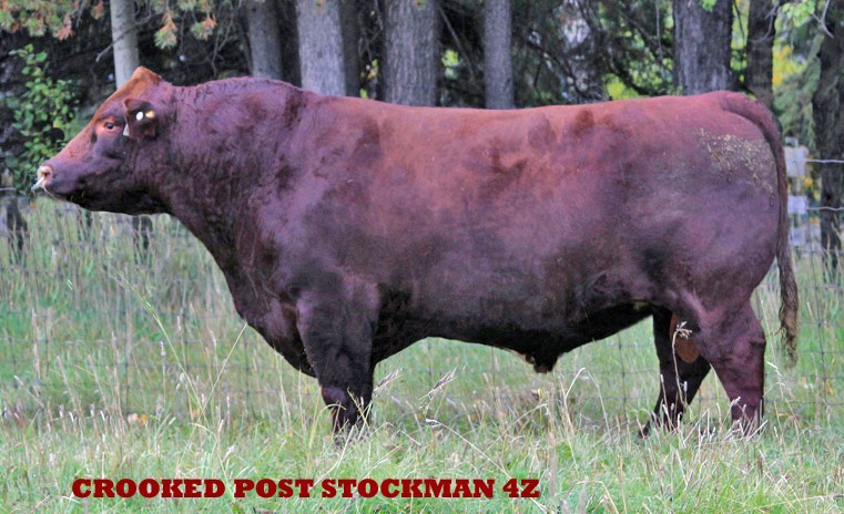 2015 Stockman