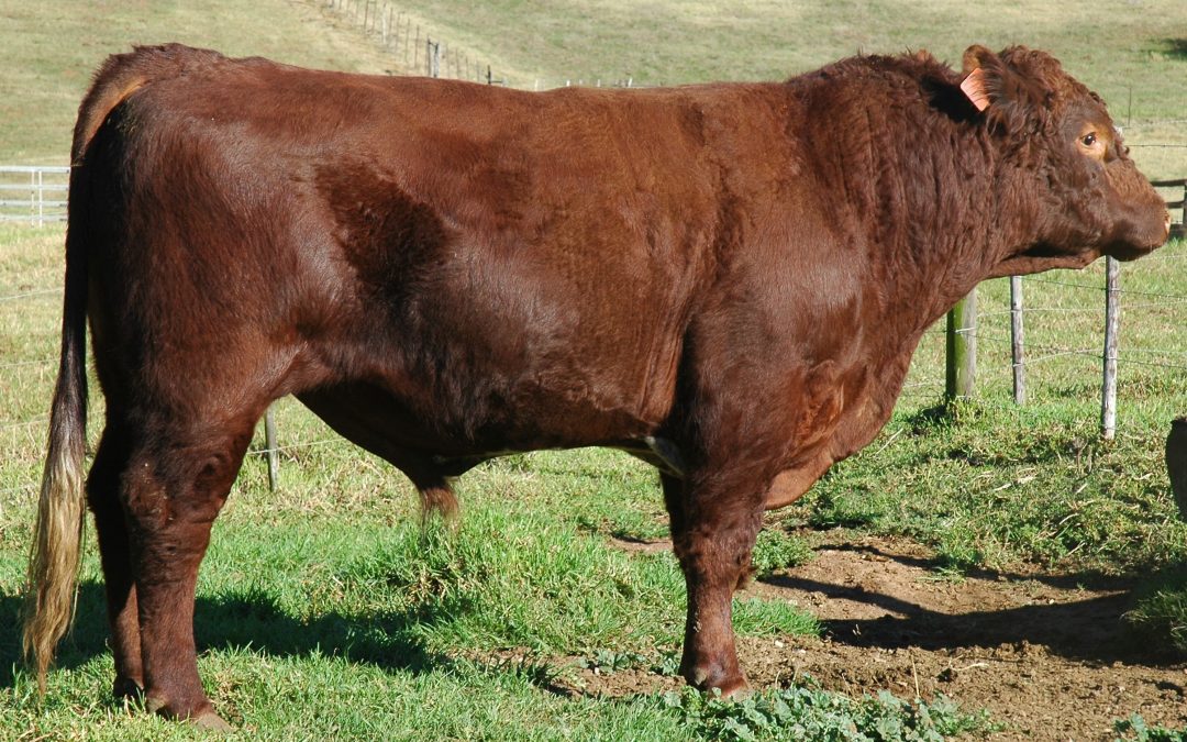 Uncle Ted 210 sold to Jacre Limousins
