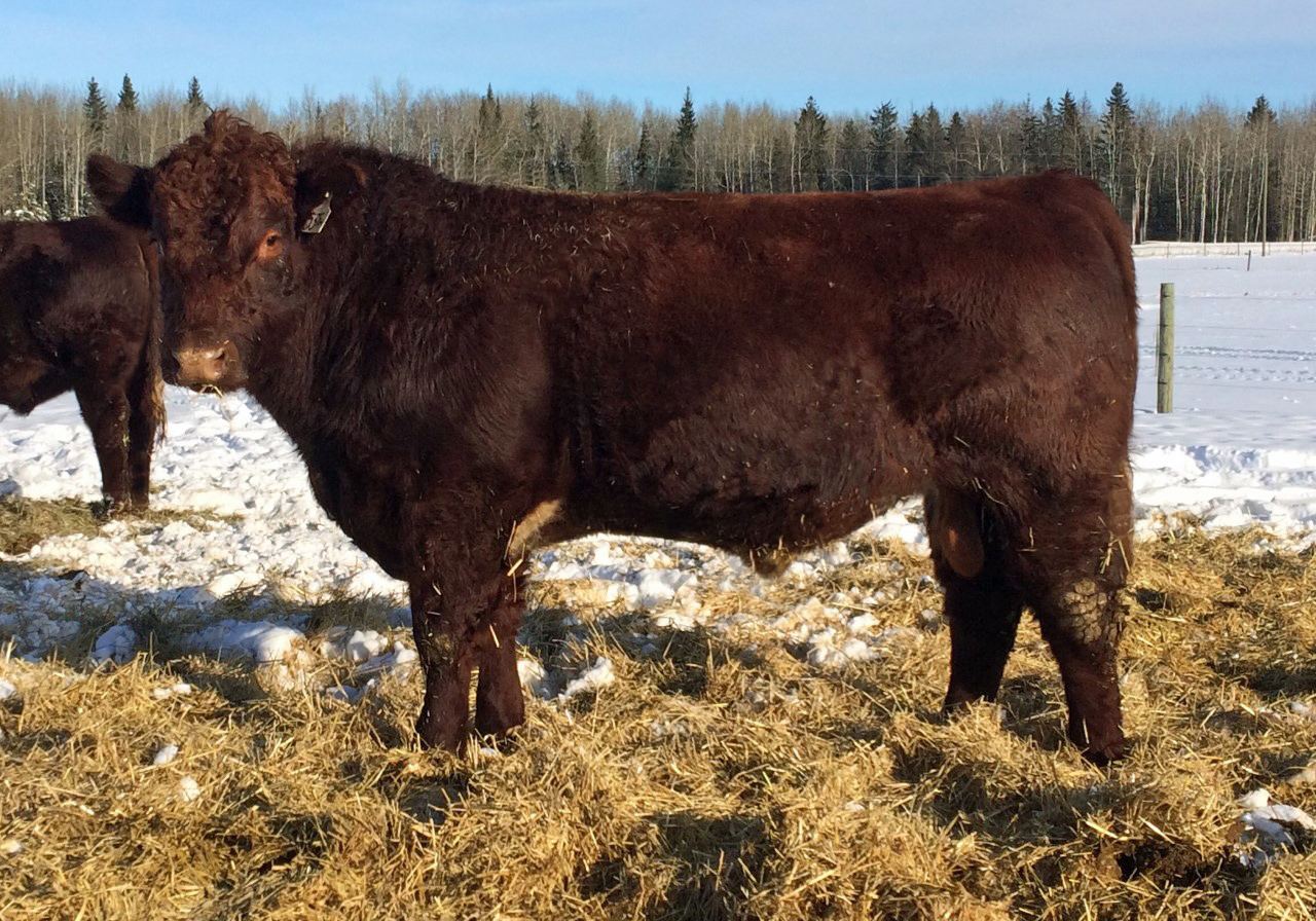 Crooked Post Drover 53C Left 20 months