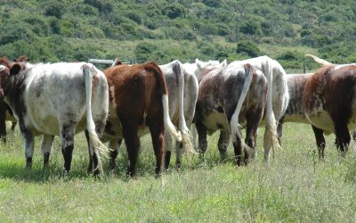 Farmer’s Weekly on reviving the South African Beef Shorthorn