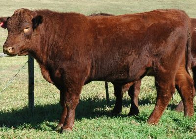 Duncraggan Beef Shorthorns