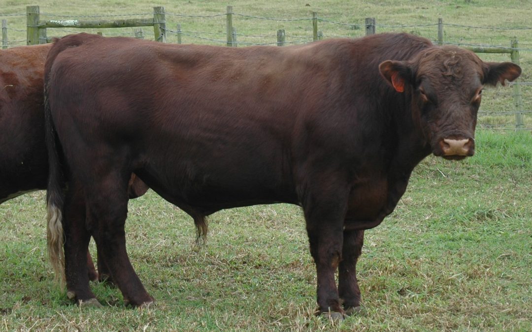 Our bulls for the 2016 Cathcart Bull Breeders Sale