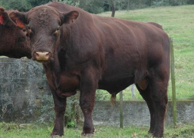 Duncraggan Beef Shorthorns