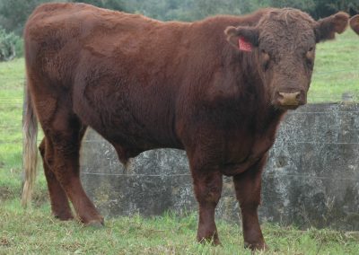 Duncraggan Beef Shorthorns