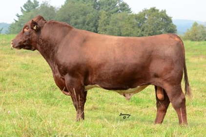 Shadybrook Powerplay 802U
