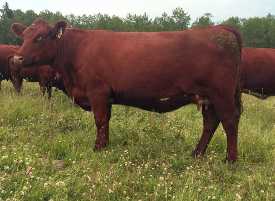 Stockman 2yo daughter red rose family