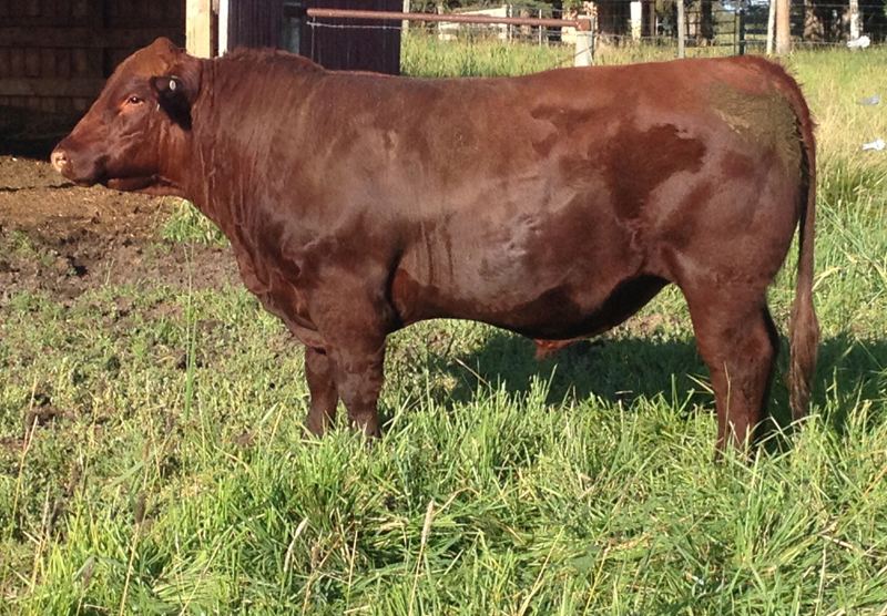 Yr. CP Jackaroo 25B