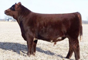 herdsires_Crawfdown
