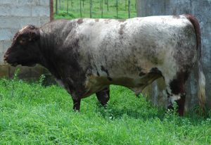 herdsires_DPresident