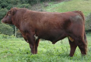 herdsires_DRonin