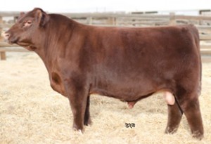 herdsires_JSF