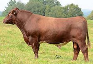 herdsires_ShadyPowerplay