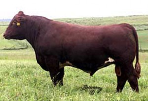 herdsires_ShadybrookScotty