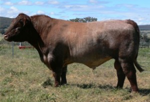 herdsires_SprysAG