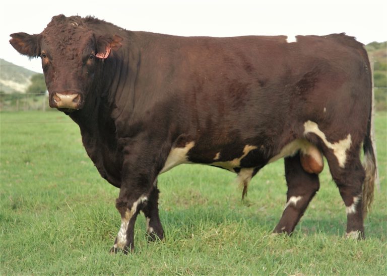 Duncraggan Tarantino 159