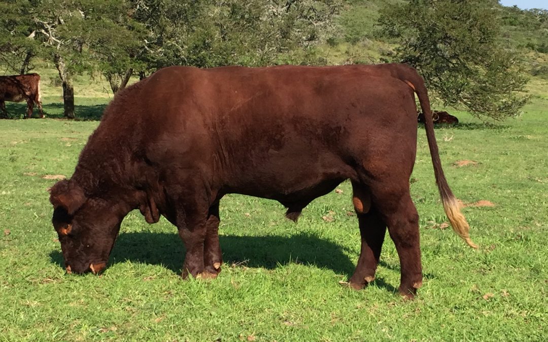 Shorthorn carcases on top in Australia