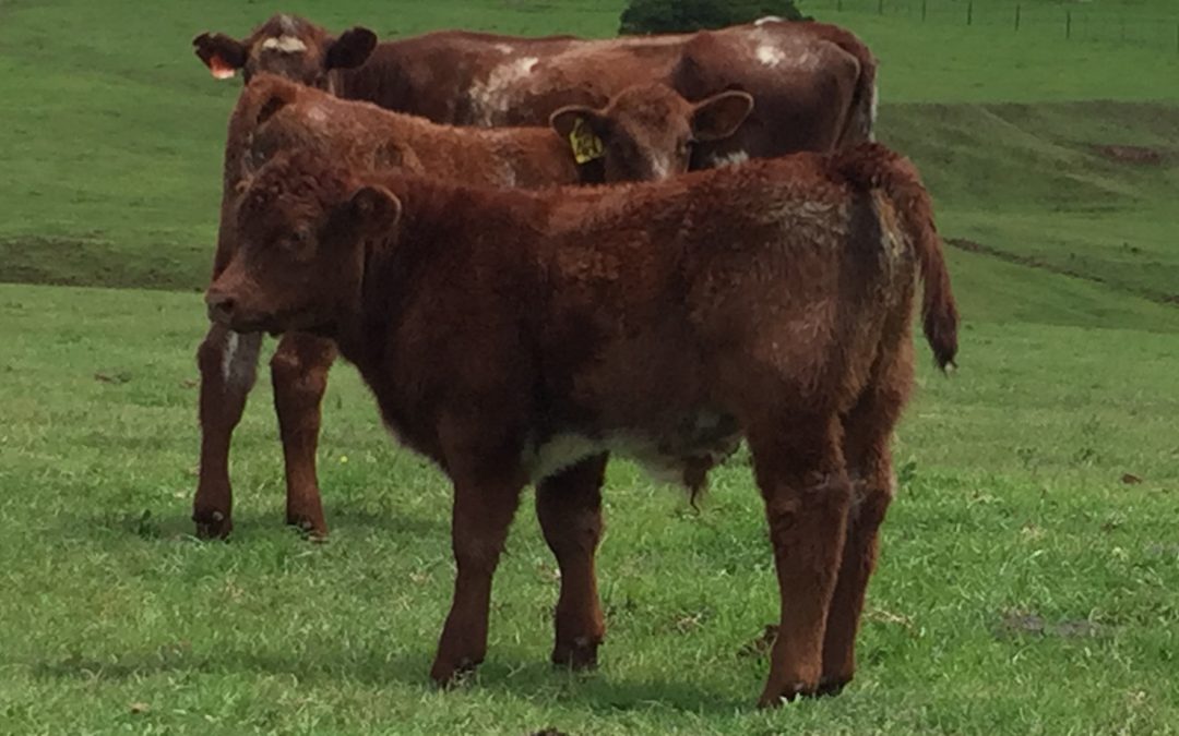 From Bonsmara to Santa Gertrudis: the breeds built on Shorthorn