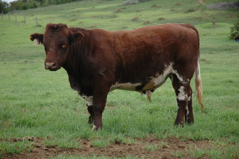 Duncraggan Willy Wonker 337