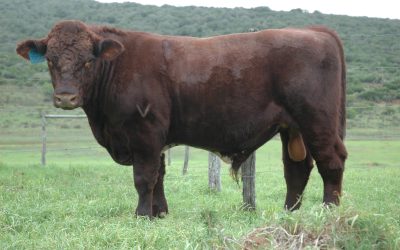 Xcellent 353: national Beef Shorthorn winner in the 2018 ARC Special Performance class