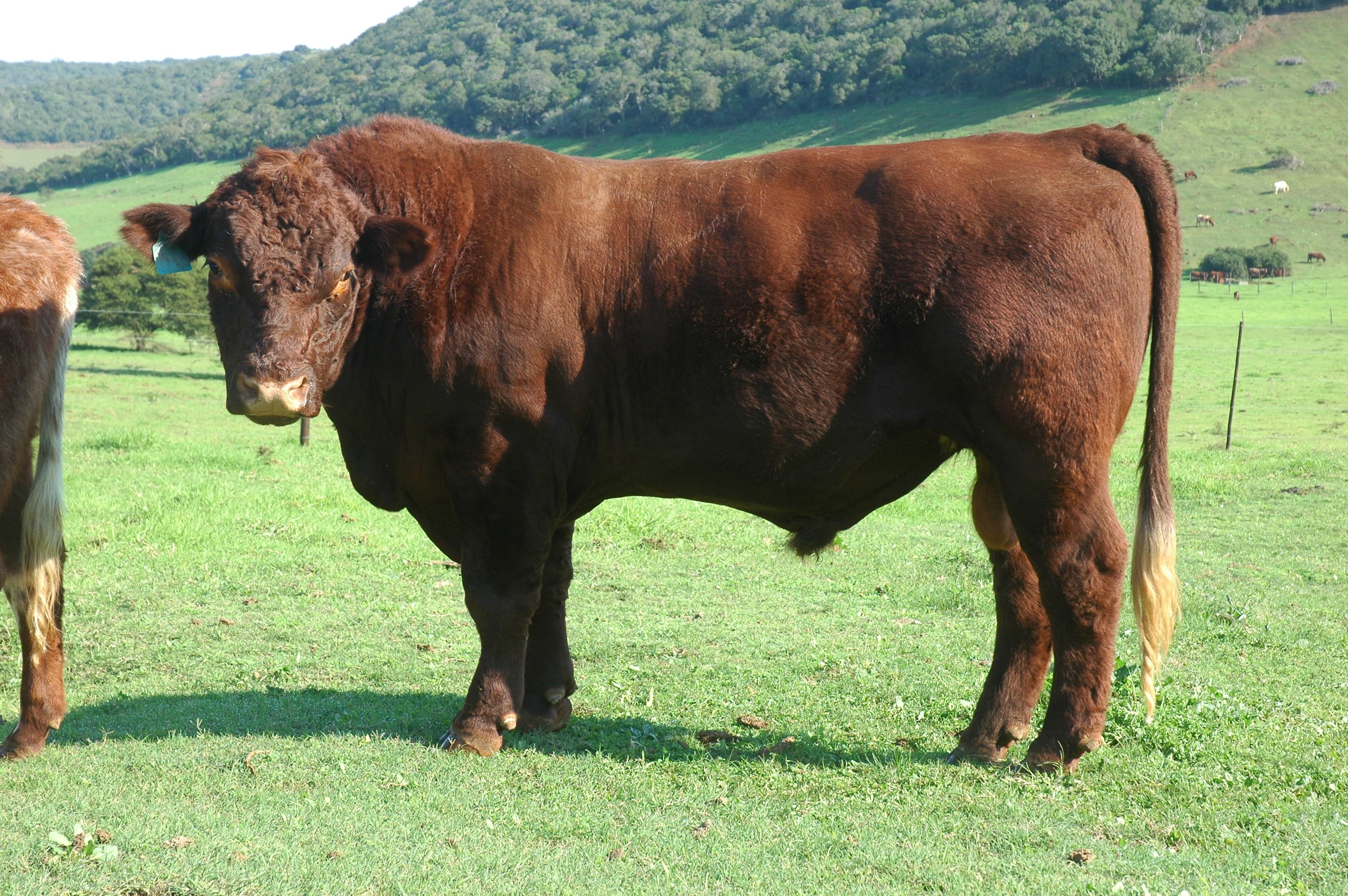 Duncraggan Beef Shorthorns photo