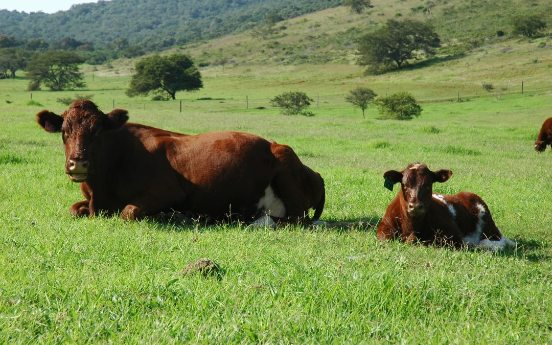 Two national awards at the 2020 ARC Beef Performers