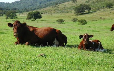 Two national awards at the 2020 ARC Beef Performers