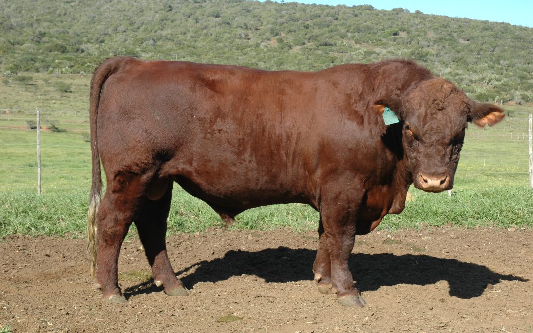 Shorthorn, Angus and Hereford: what the 2026 breed comparison says