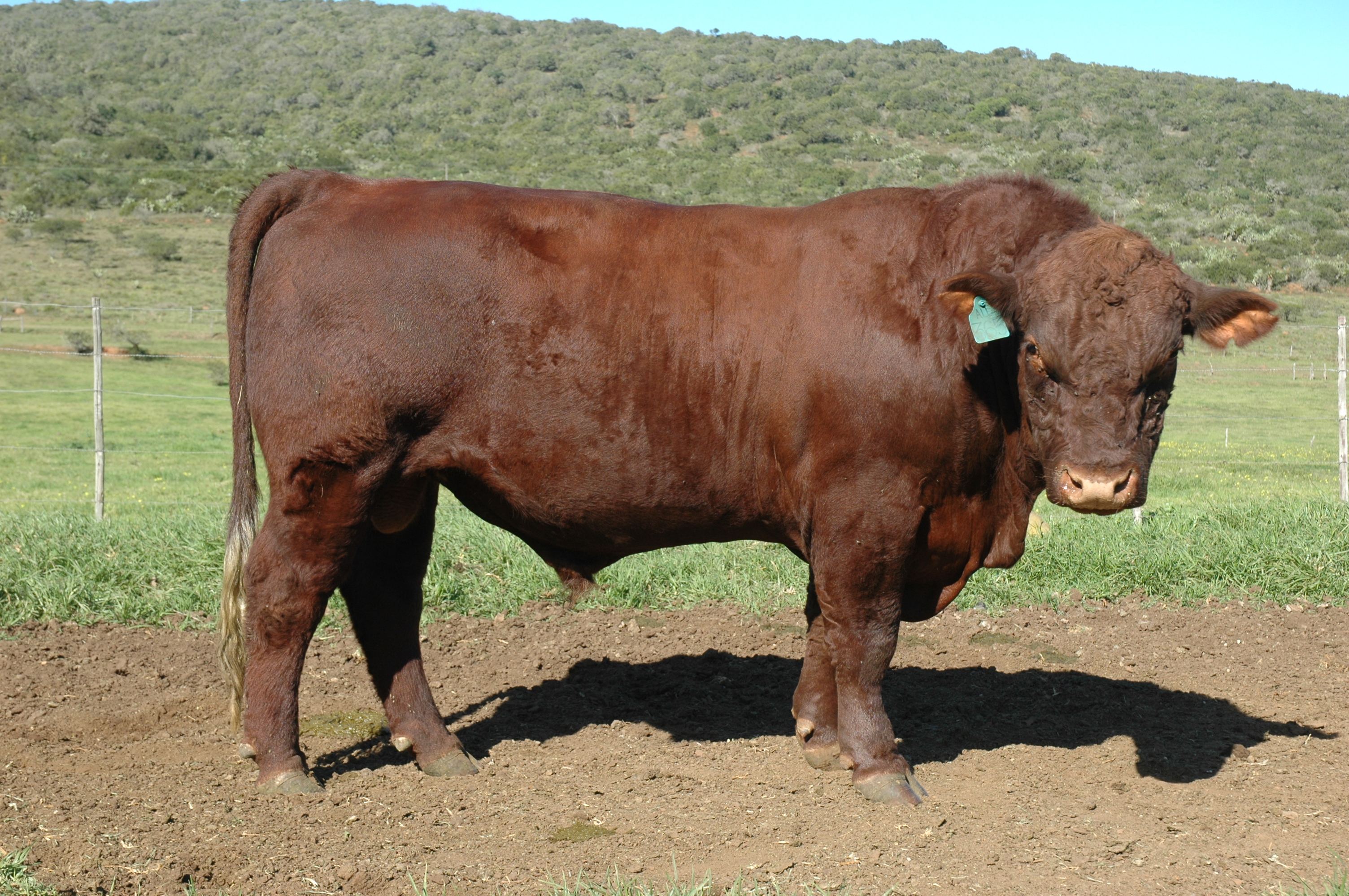 Duncraggan Beef Shorthorns photo