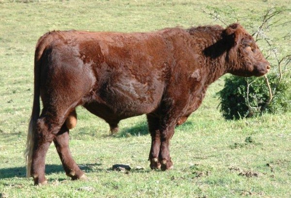 Duncraggan Beef Shorthorns photo