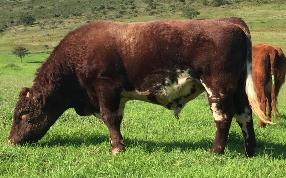 What supermarkets and feedlots have paid for Shorthorn