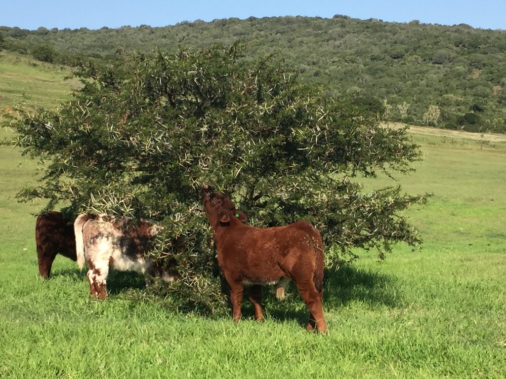 Cows and calves in the shade at Forest Glade