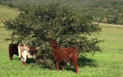 A Platinum cow for Primeston, and a Logix Silver for Duncraggan
