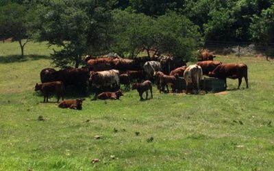 2019 Duncraggan and Primeston sale bulls