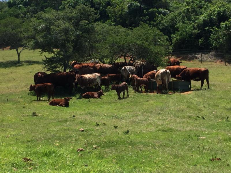 Duncraggan Beef Shorthorns
