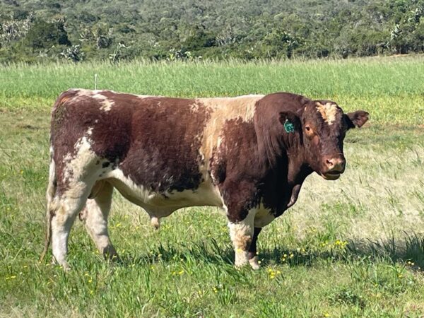 Duncraggan Beef Shorthorns photo