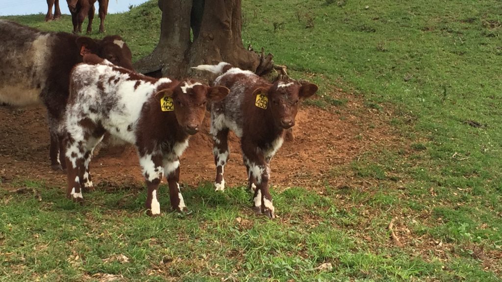 Stockman 4Z calves with their dams