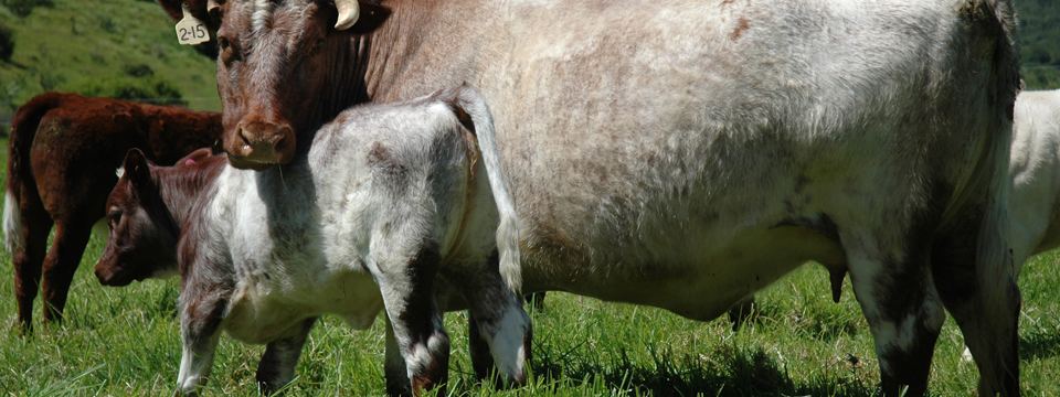 Autumn 2017 calves
