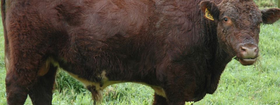 A new record at our first internet bull sale