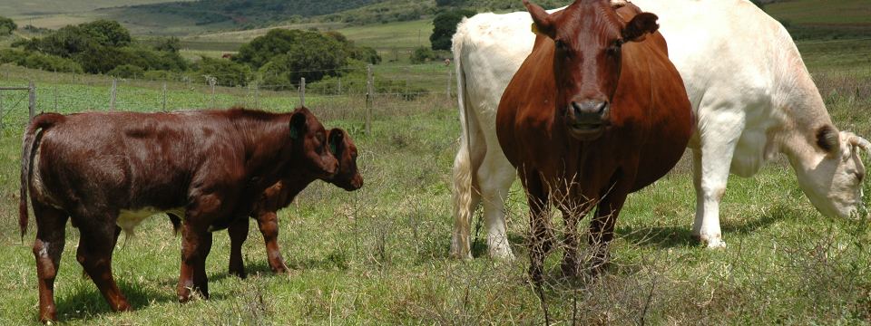Shorthorn × Bonsmara cross-bred calf