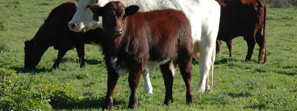 Shorthorn × Bonsmara cross-bred calf