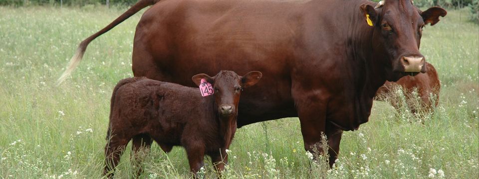 Shorthorn × Bonsmara cross-bred calf