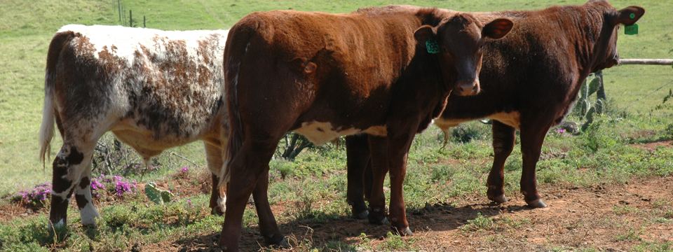 Shorthorn × Bonsmara cross-bred calf