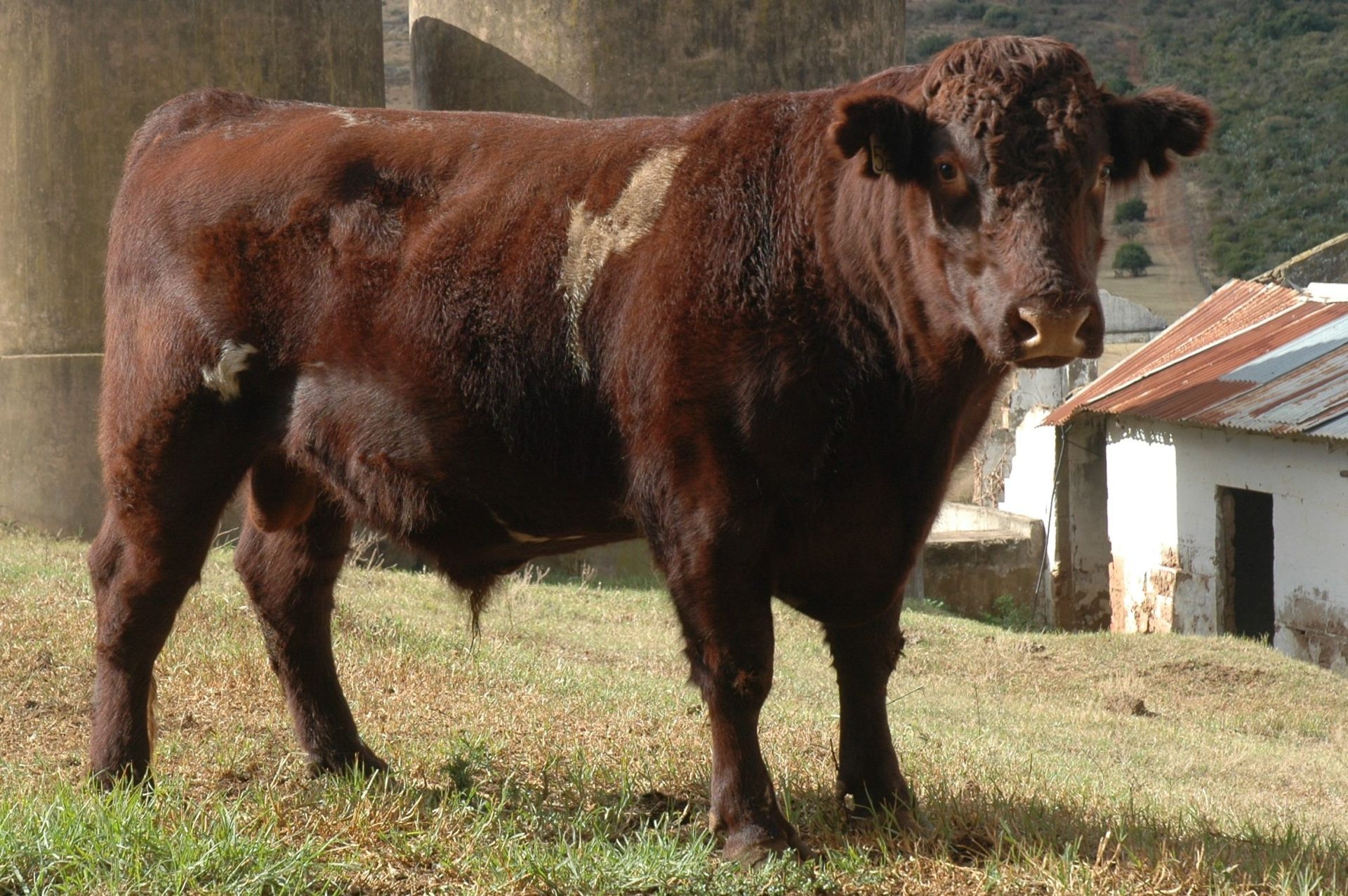 Duncraggan Beef Shorthorns photo