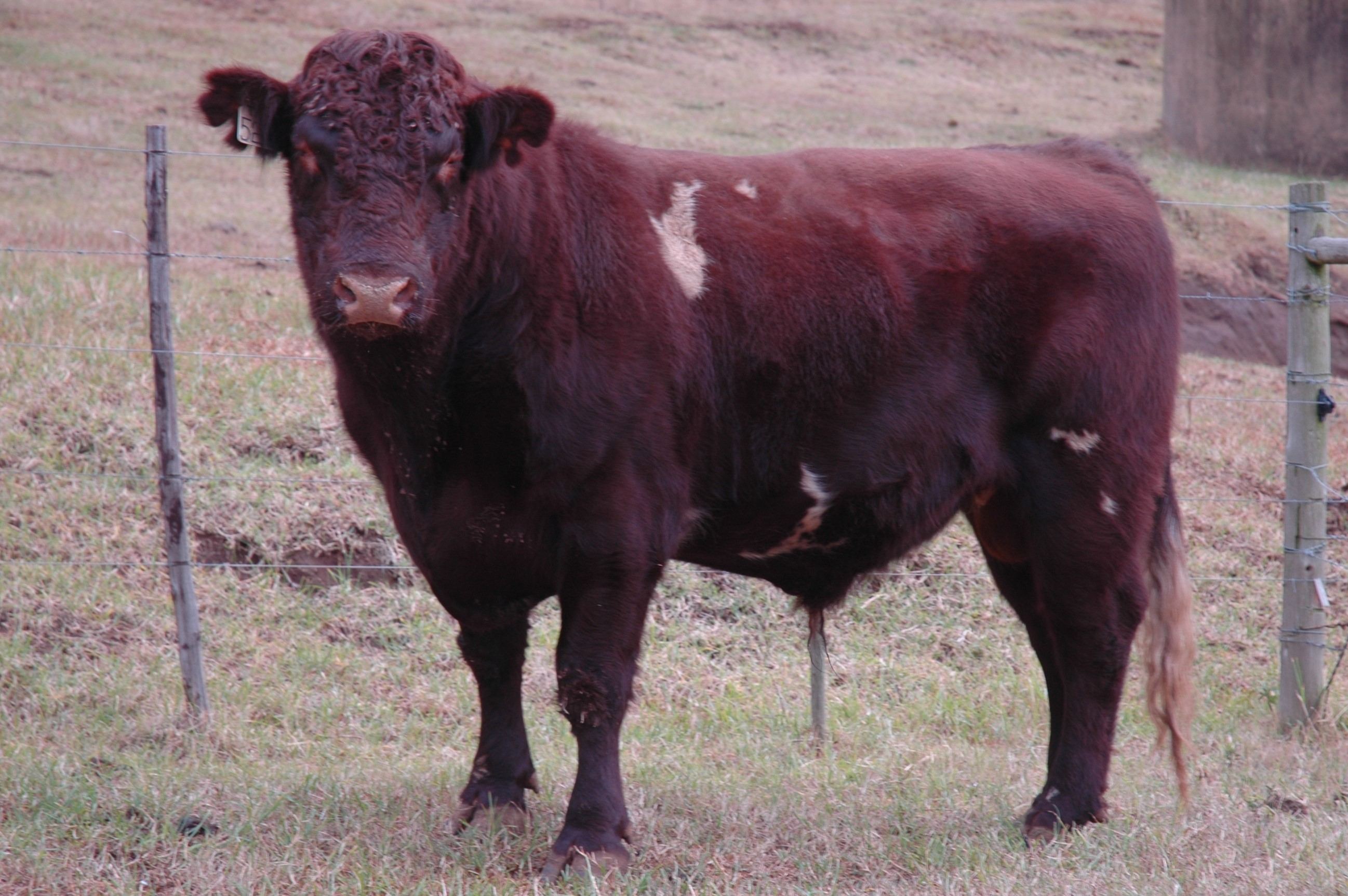 Duncraggan Beef Shorthorns photo