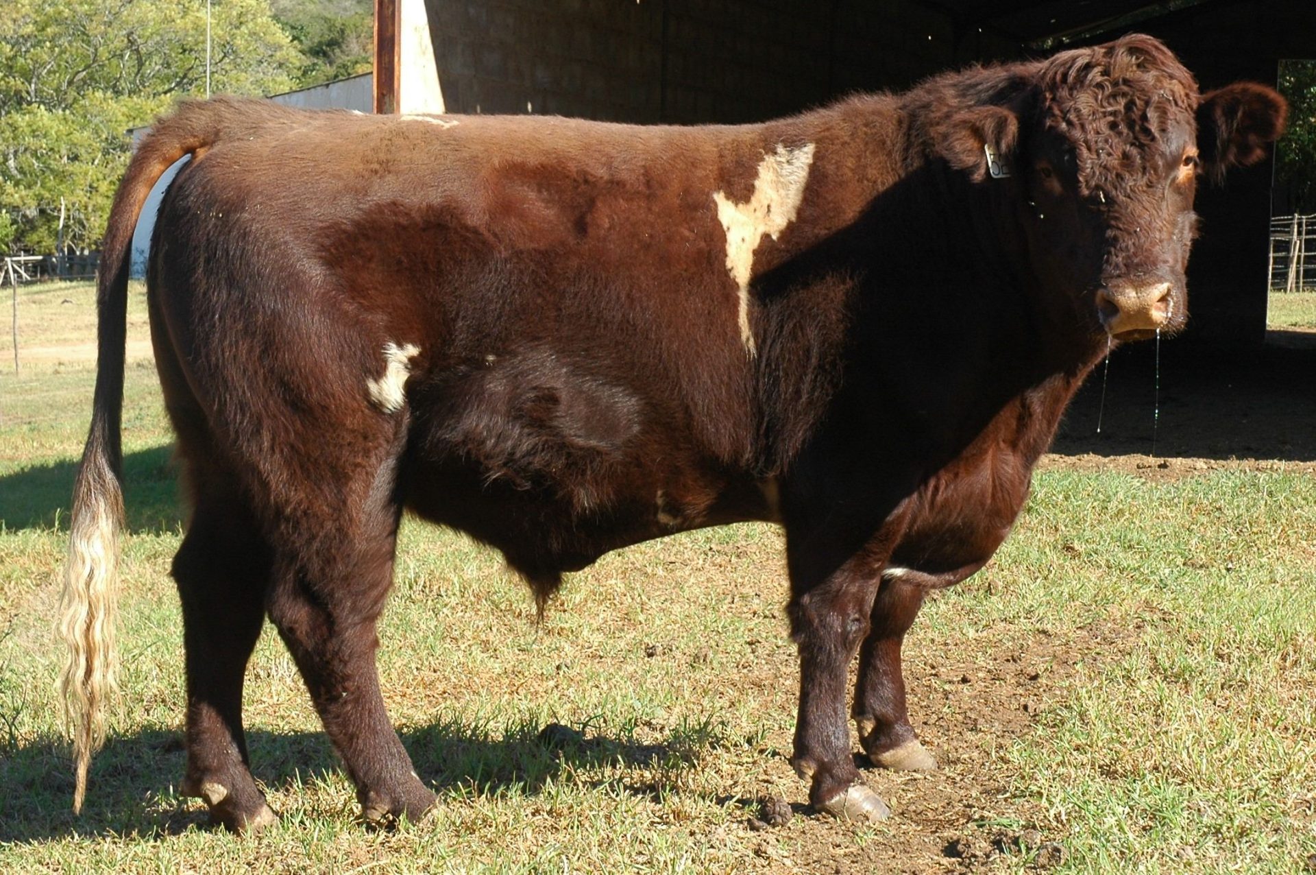 Duncraggan Beef Shorthorns photo