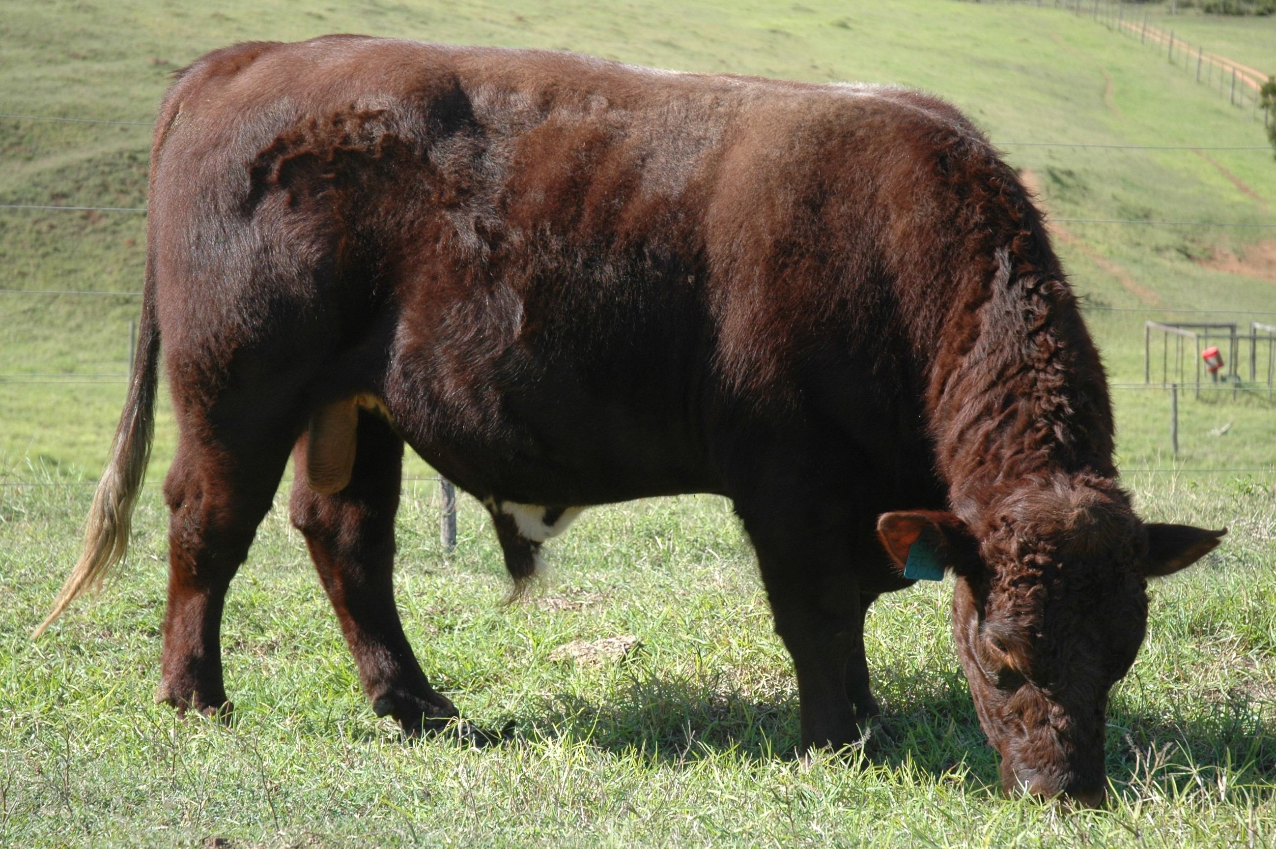 Duncraggan Beef Shorthorns photo
