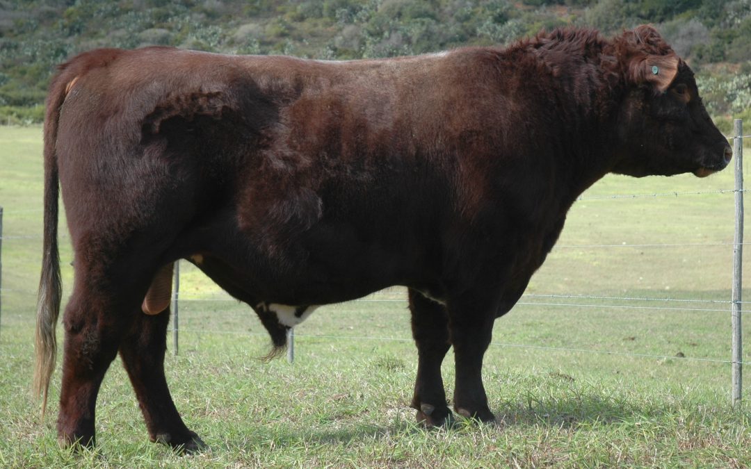 2018 sale bulls: Xcellent 353 and Primeston Warranty