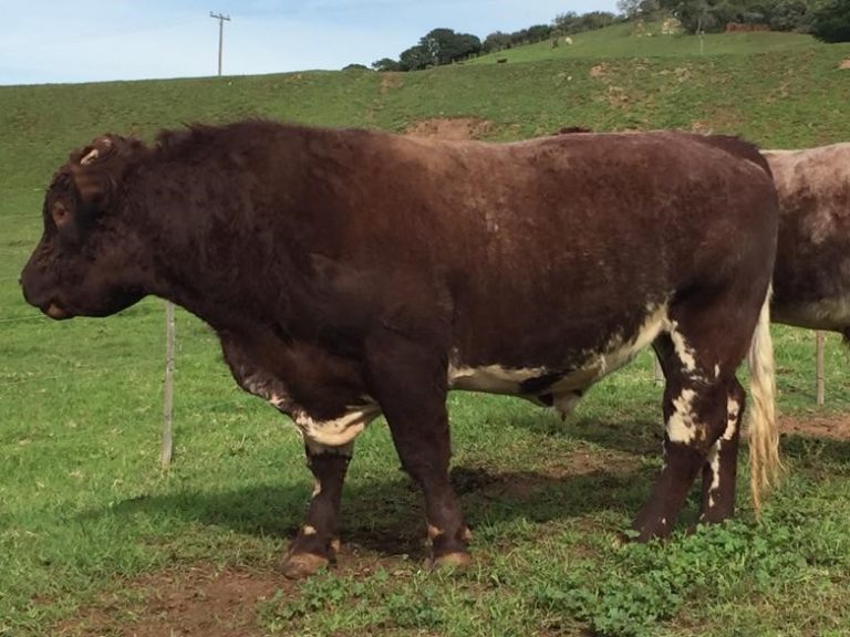 Duncraggan Willy Wonker 337